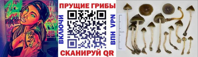 Псилоцибиновые грибы GOLDEN TEACHER  Новоульяновск 
